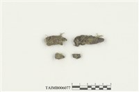 藏品(唇鱗蘚屬)的圖片